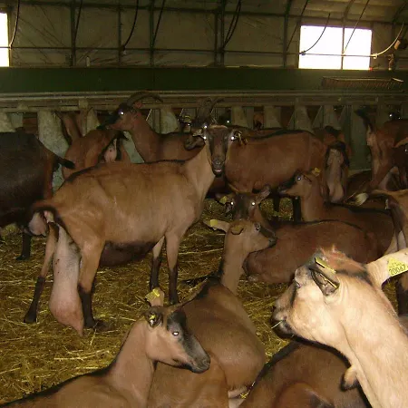 Nature A La Ferme 山林小屋
