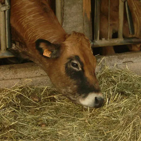 بيت خشبي Nature A La Ferme *