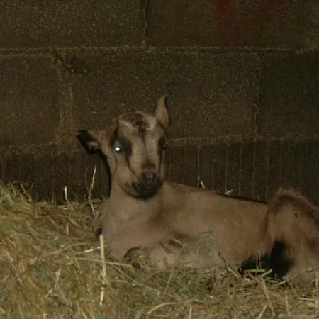 אכסניה Nature A La Ferme