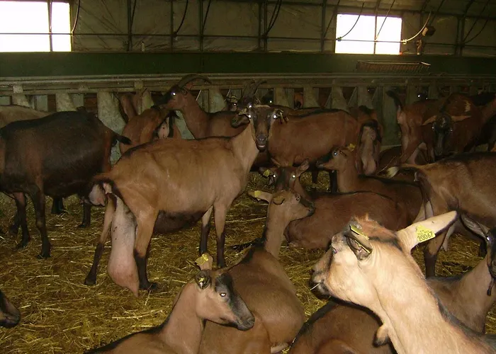 Nature A La Ferme Lodge