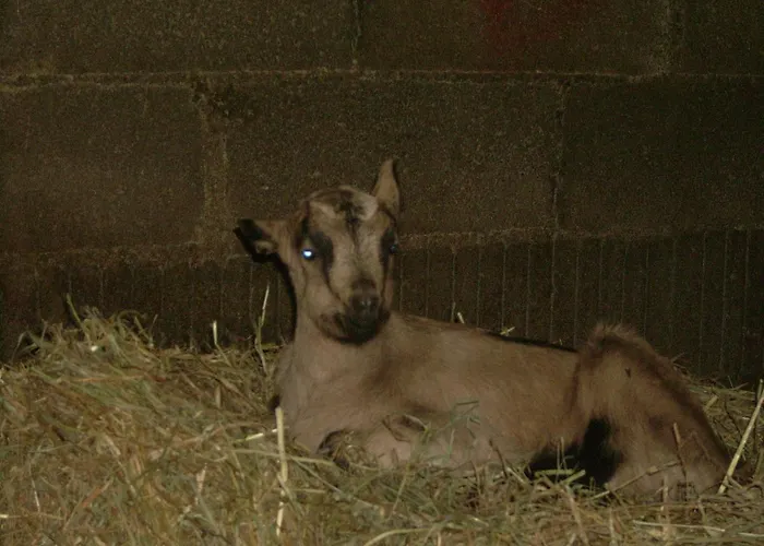 Lodge Nature A La Ferme